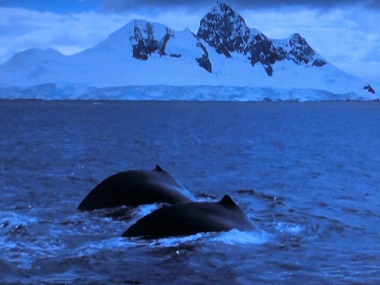 南極の海と鯨たち.jpg