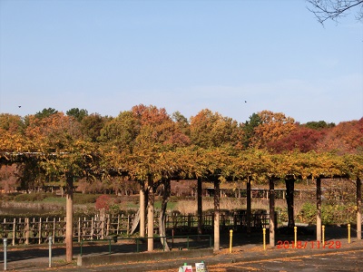 名城公園2.jpg