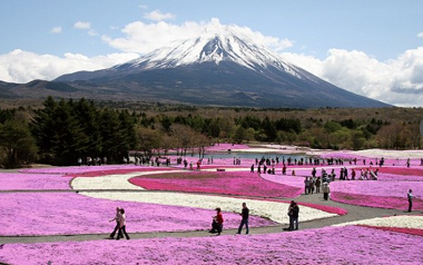 富士の裾野の芝桜.png