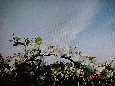 梨の花の.jpg