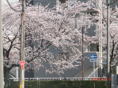 町内に咲き誇る桜.jpg