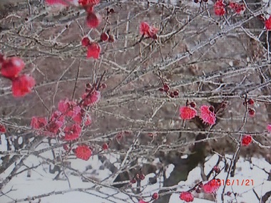 雪と紅梅.jpg
